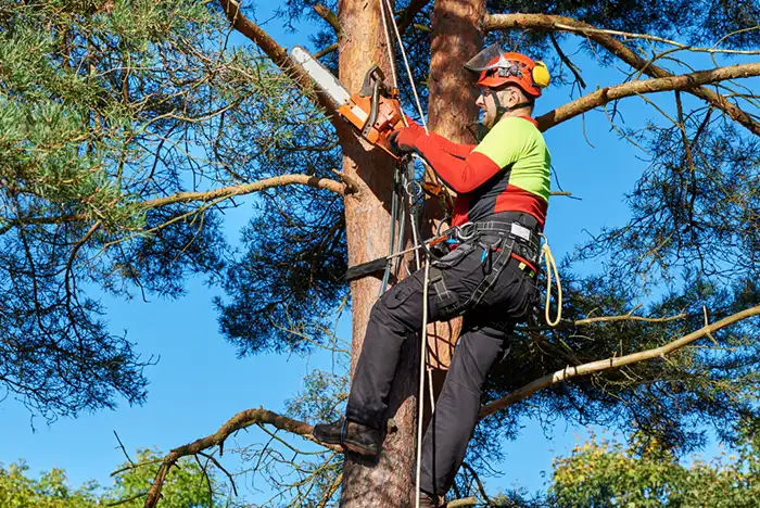 Tree surgeon using a chainsaw while secured on a pine tree.