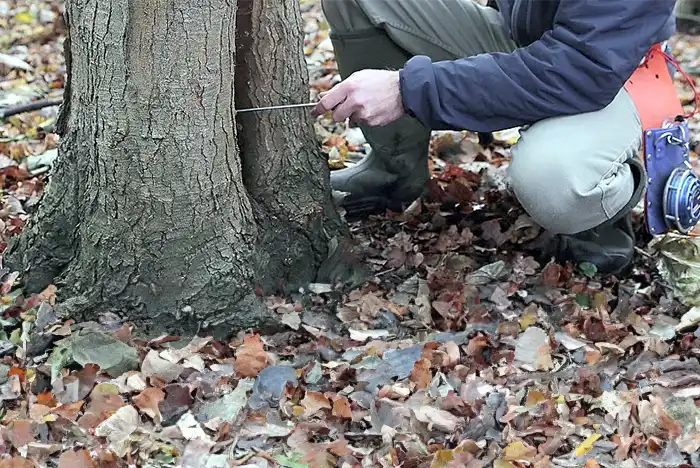 Professional arborist inspecting a tree trunk for cable bracing installation.