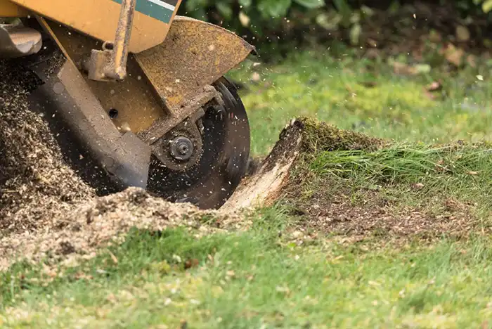 Close-up of stump grinding in action, with wood chips flying.