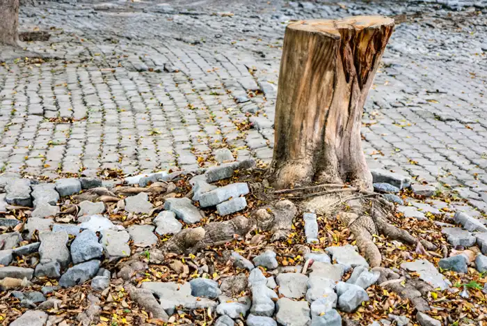Tree stump amidst cobblestone pavement showing need for stump removal.