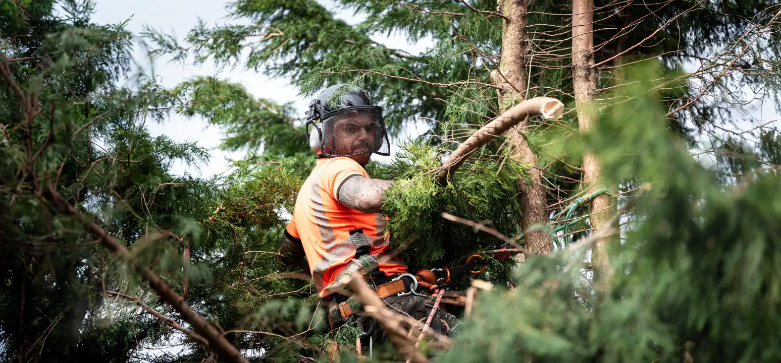 Tree surgeon with protective gear pruning a tree, surrounded by branches